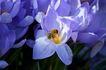 flower crocuses bee insect blooms pollen plants petals stock photo