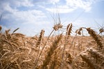 ukraine wheat field nature corn harvest sky landscape stock photo
