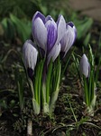 crocus spring nature blossoms purple white striped stock photo