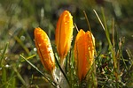 flower buds crocus yellow flowers blooming nature close stock photo