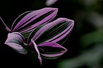 close up nature plant leaves purple stock photo