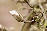magnolia stellata star flowering branch spring awakening flower stock photo