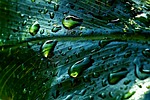 rainwater leaf droplets nature close up macro green stock photo