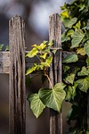 vines green leaves on wooden doors fence heart-shaped stock photo