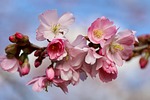 higan cherry spring blossoms blossom early bloomer flowering stock photo