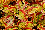 leaves plant coleus flora nature red green stock photo