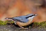 bird nuthatch feed park nature stock photo