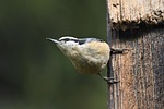 bird red-breasted nuthatch wings nature wildlife birdwatching animals stock photo