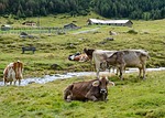 cows mountain lawn nature animals trentino green italy stock photo