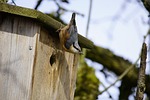 bird nuthatch eurasian nature sitta europaea wood wildlife stock photo