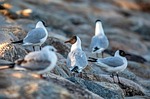 bird black-headed gull ornithology species nature fauna avian stock photo