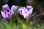 flower crocus spring crocuses blossom bloom close up stock photo