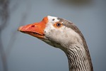 bird goose ornithology geese species nature fauna animal stock photo