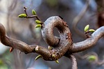 tree branch gnarled sprout spring nature bud stock photo