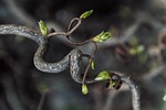 tree branch nature bud sinuous shape stock photo