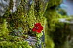 moss nature flower wallpaper red background blossom bloom stock photo