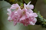 cherry blossoms higan spring flowering branch prunus subhirtella stock photo