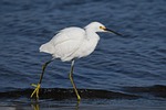 snow egret bird sea ocean photography nature wildlife stock photo
