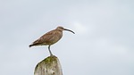 bird curlew nature wildlife iceland stock photo