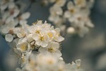 plum blossom flowers flower wallpaper spring white petals stock photo