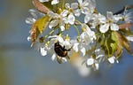 flowers apple blossom bumblebee pollinate insect nectar pollen stock photo