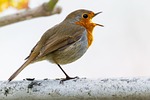 robin european animal wildlife bird watching hd wallpaper stock photo