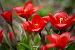 fusilier tulip beautiful flowers multi-flowered red flower wallpaper stock photo