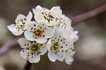 willow-leaved pear tree blossom stamens petals pyrus salicifolia stock photo