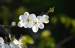 plum blossoms white flowers fruit tree blooms spring stock photo