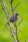 bird common redstart songbird ornithology watching species fauna stock photo