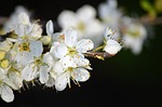 white flowers flower fruit tree blooms spring nature stock photo