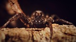 spider arachnid insect eyes legs wood macro closeup stock photo