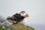 bird puffin seabird ornithology coast wildlife nature beak stock photo