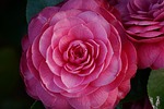 japanese camellia 4k wallpaper 1920x1080 flower pink flora stock photo