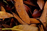 dry leaves nature dew wet fall dried autumn stock photo
