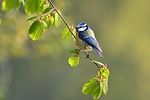 blue tit bird animal feathers plumage perched branch stock photo