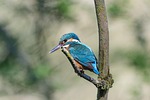 bird kingfisher hd wallpaper ornithology species fauna animal stock photo