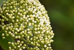 elderflower elderberry buds elder shrub blossom bloom sambucus stock photo