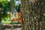 insect entomology cicadas nature reproduction species macro stock photo