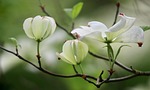 dogwood cornus florida flower white flowers blossom bloom stock photo