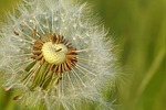 dandelion nature flower background wallpaper beautiful flowers meadow stock photo