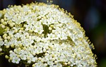 sambucus nigra elderflower elderberry buds shrub bush ornamental stock photo
