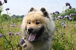dog canine pet friend breed animal mammal eurasier stock photo