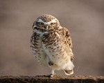 owl burrowing wild birds athena cunicularia wildlife bird stock photo