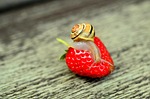 strawberry snail banded animal creeping shell sensor nature stock photo
