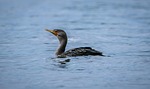 bird cormorant lake ornithology animal fauna nature water stock photo