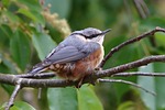 nuthatch bird animal beak feathers plumage perched branch stock photo
