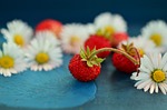 strawberries wild daisy still life close up cute stock photo