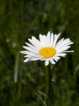 buttercup nature pointed flower boo stock photo