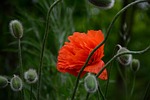 flower poppy beautiful flowers bud flora wallpaper botany stock photo